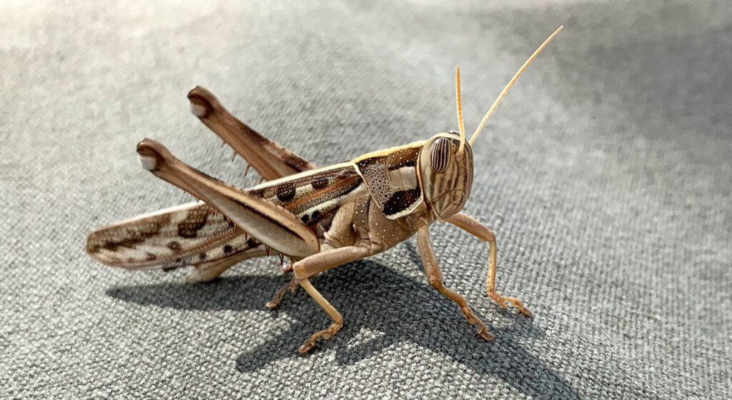 The Life Cycle of Crickets