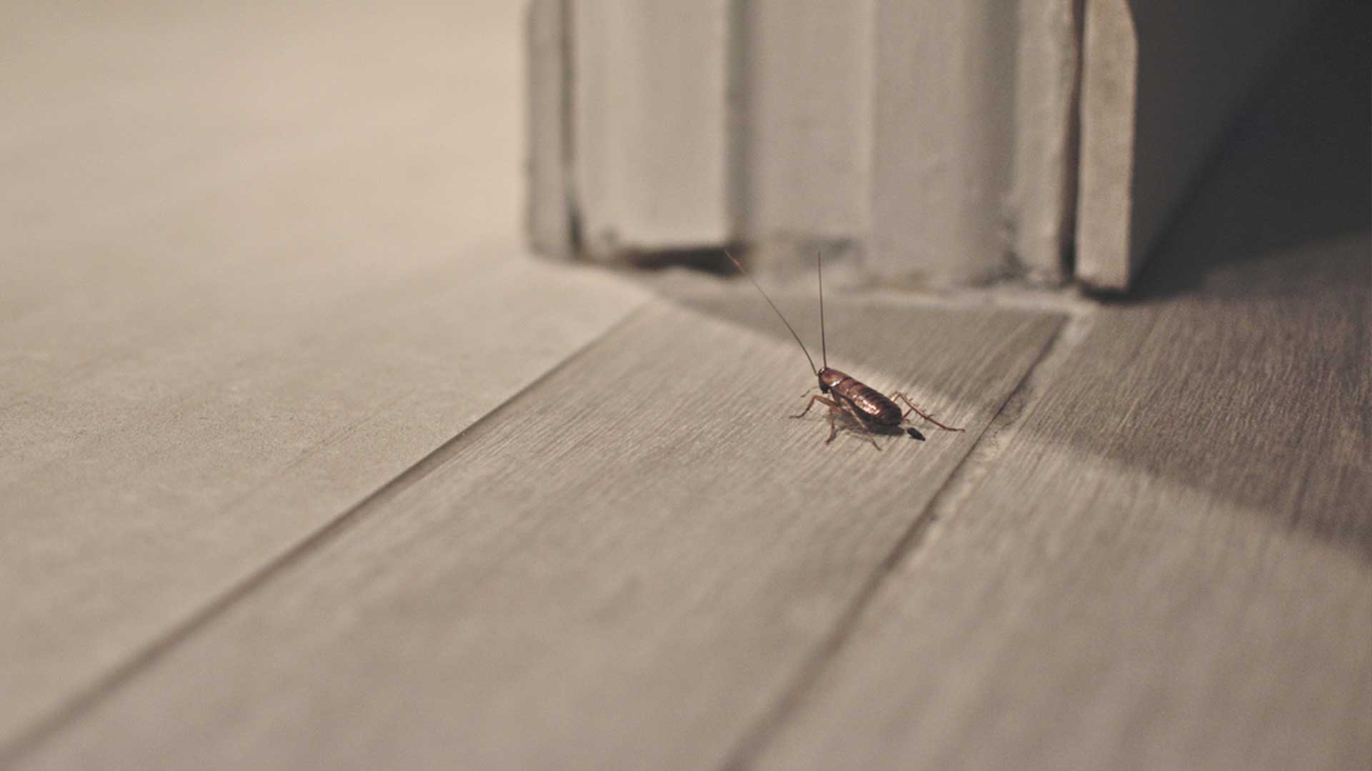 cockroach crawling along wooden floor