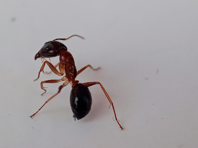 rufa formica red ant on a white background,Camponotus nylanderi posing for macro photography on white paper background