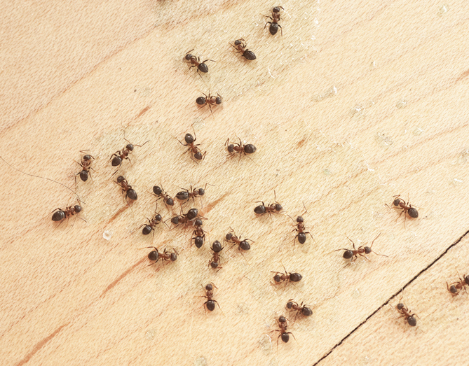 ants on wodden floor top view