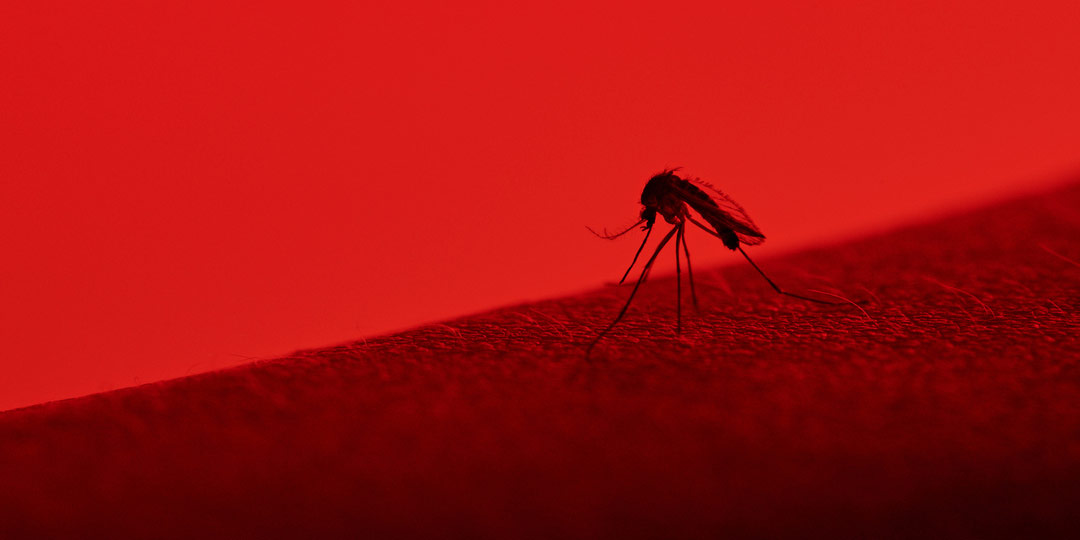 mosquito on skin with ominous red tint