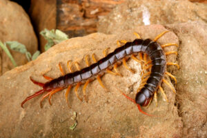 What Do Centipedes Eat and How Does It Impact the Ecosystem? Biology Diagrams