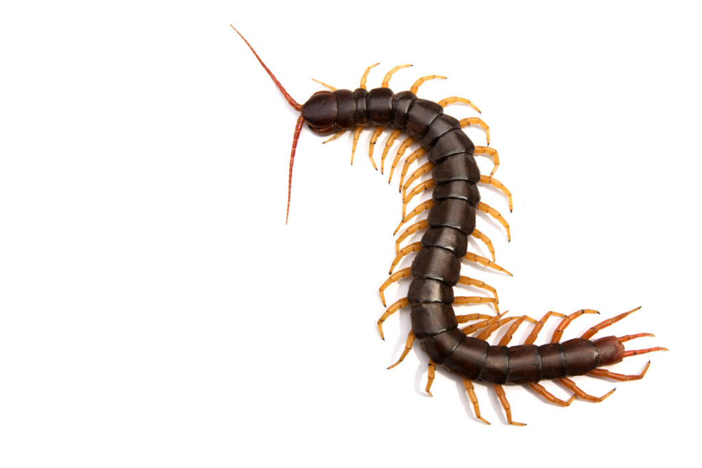 Giant centipede isolated on white background.